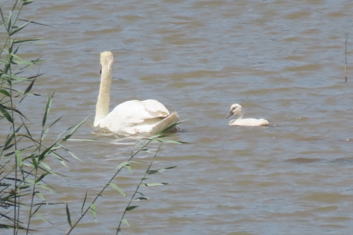 Mute Swan - ML637832014