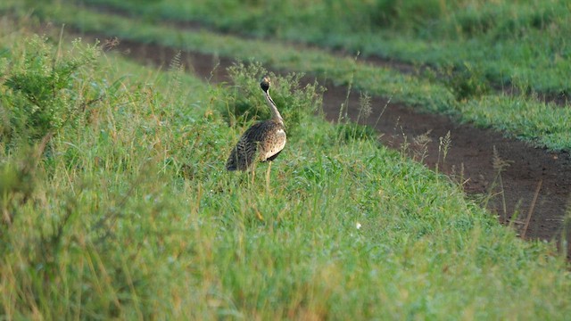 Black-bellied Bustard - ML637832025