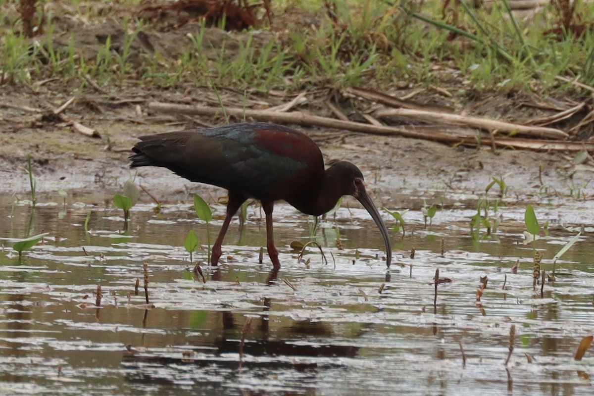 ibis americký - ML637832046