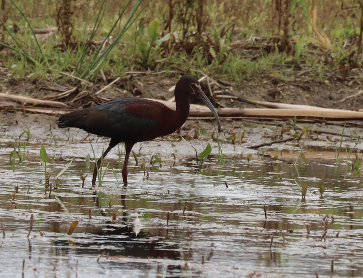 ibis americký - ML637832047