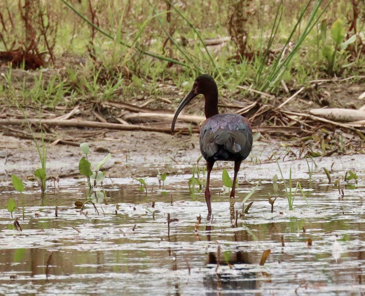 ibis americký - ML637832048