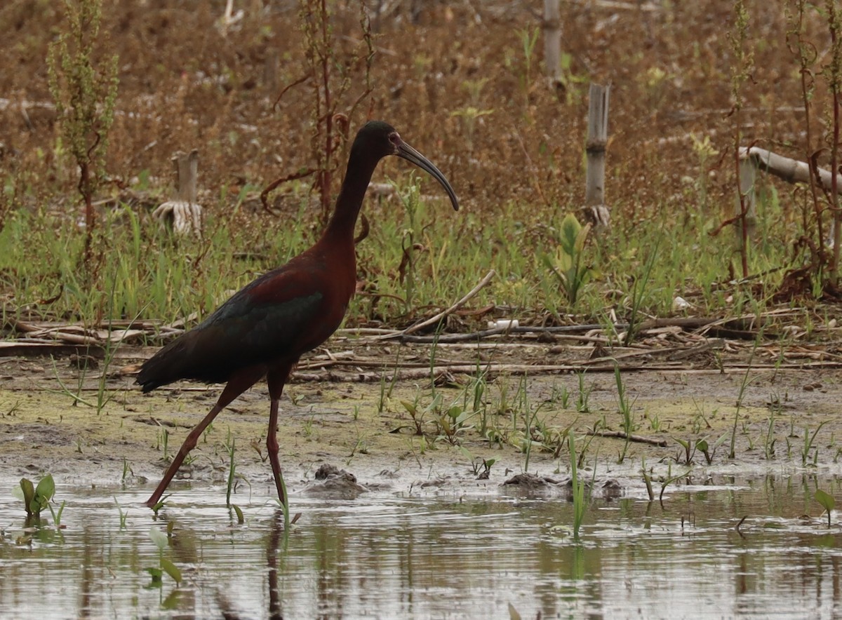 ibis americký - ML637832049