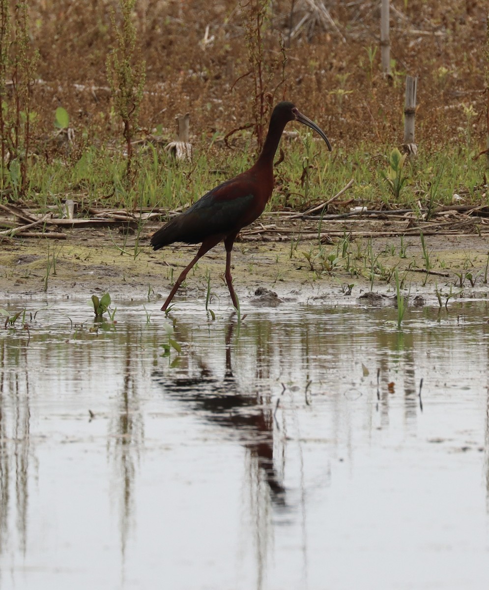 ibis americký - ML637832050