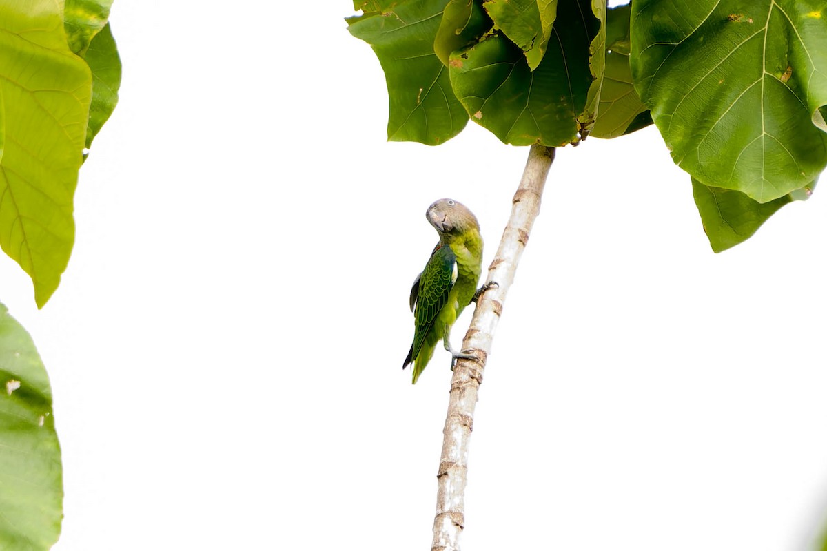 Blue-rumped Parrot - ML637832057
