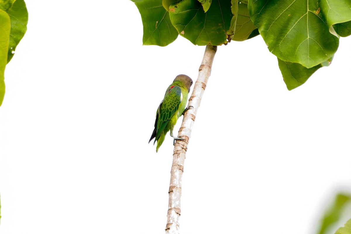 Blue-rumped Parrot - ML637832058