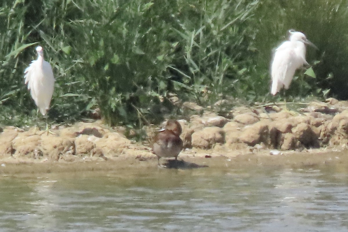 Common Pochard - ML637832061