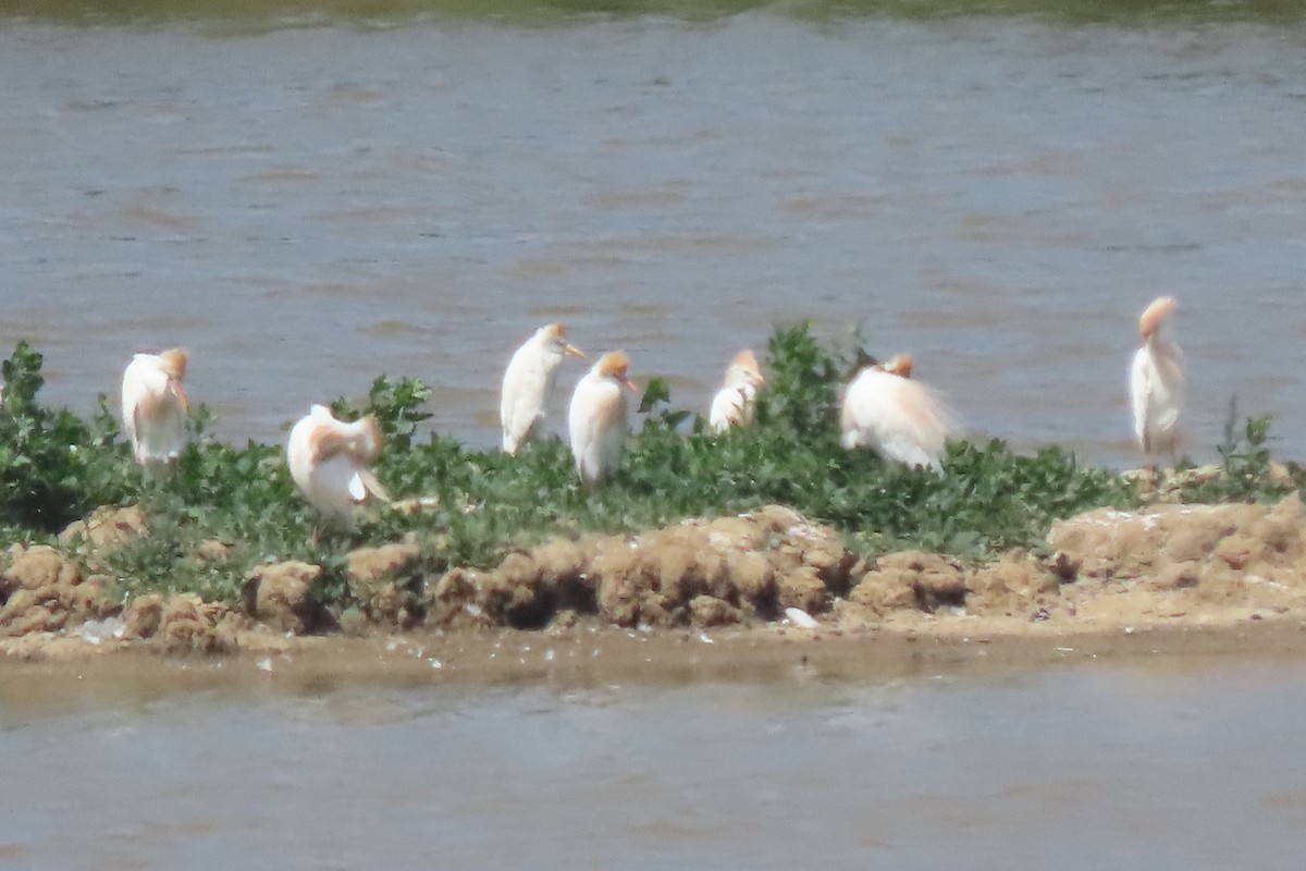 Western Cattle-Egret - ML637832073