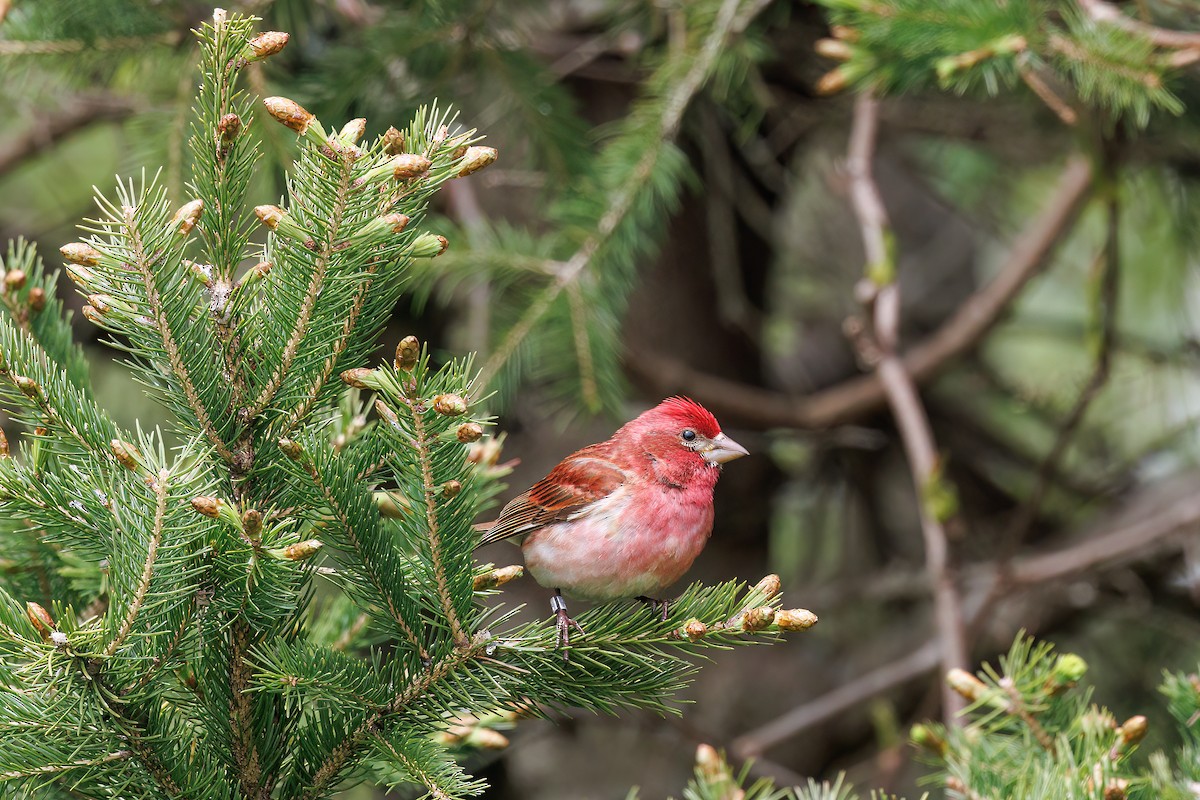 Purple Finch - ML637832074
