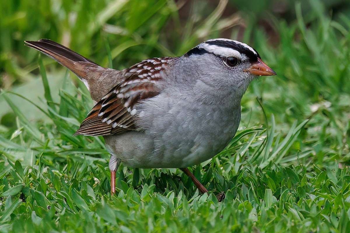 White-crowned Sparrow - ML637832080