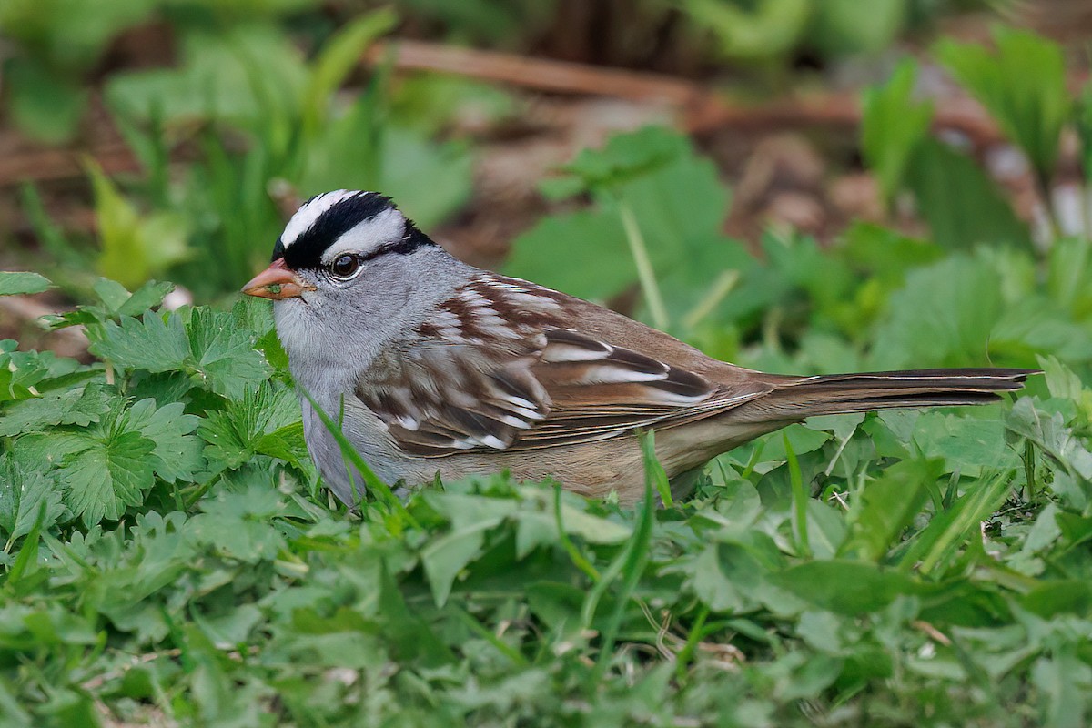 White-crowned Sparrow - ML637832081