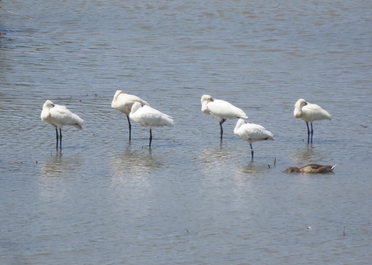 Eurasian Spoonbill - ML637832088