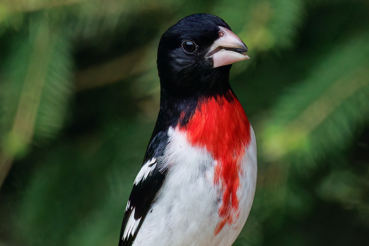 Rose-breasted Grosbeak - ML637832098