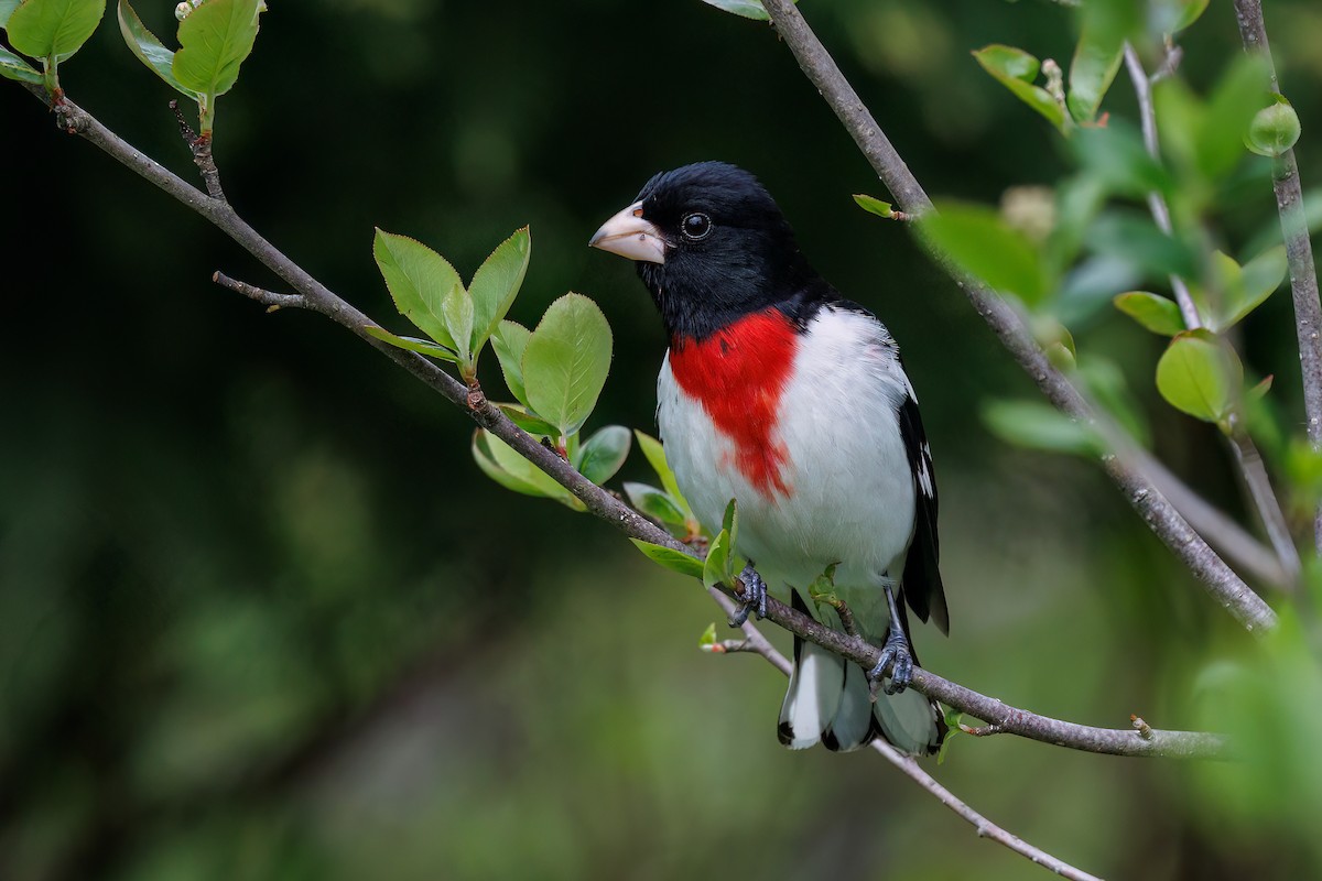 Rose-breasted Grosbeak - ML637832099