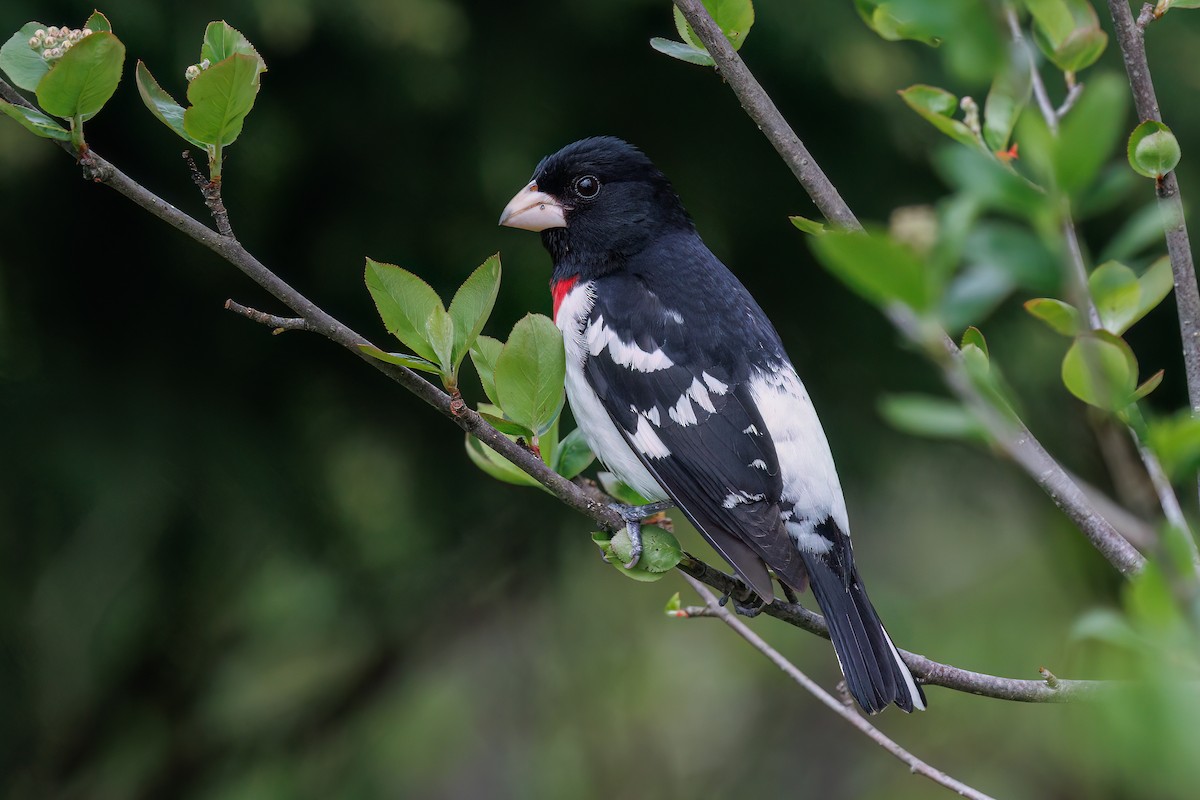 Rose-breasted Grosbeak - ML637832100