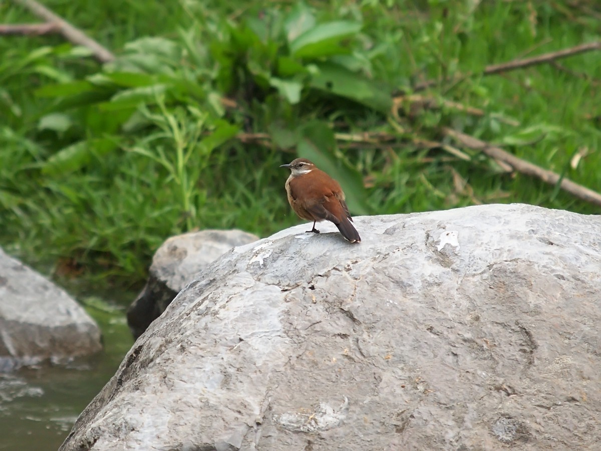 White-winged Cinclodes - ML637832101