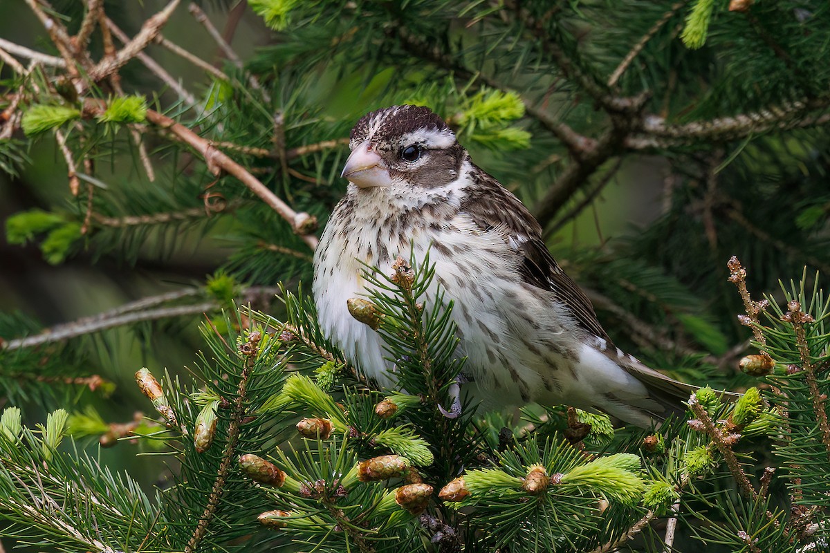 Rose-breasted Grosbeak - ML637832102
