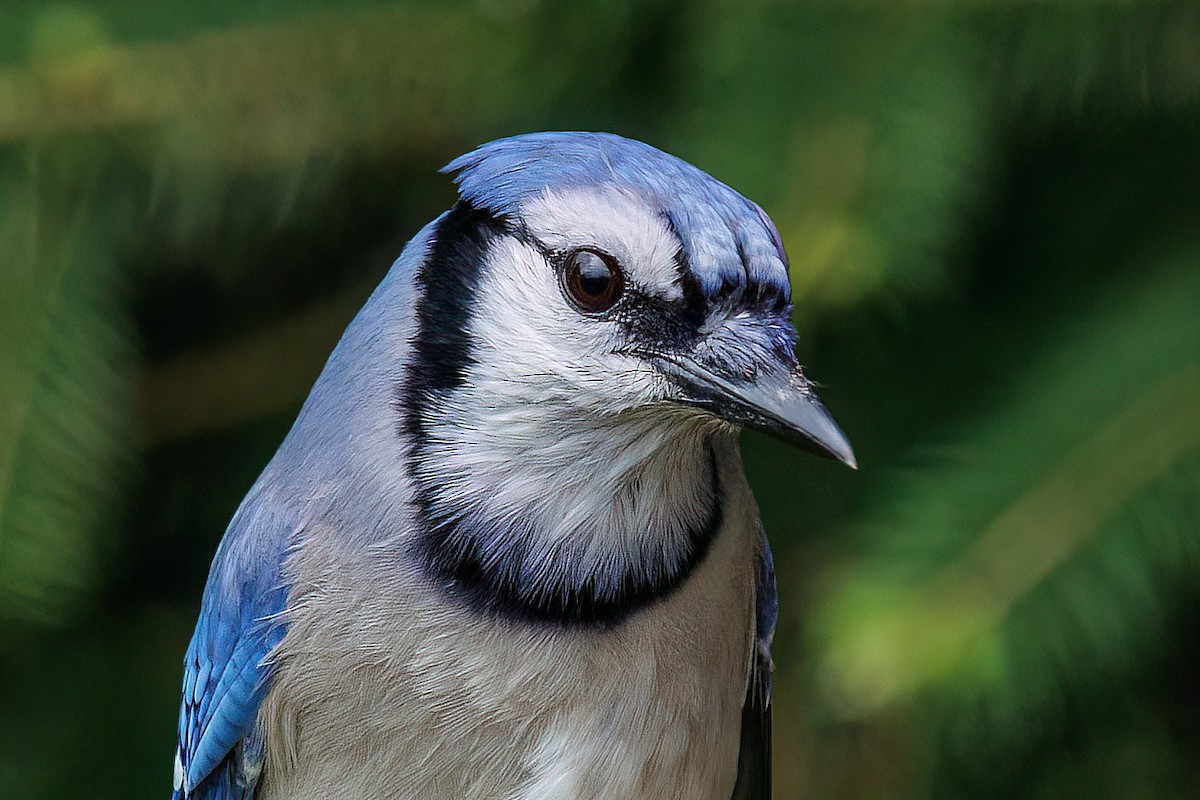 Blue Jay - ML637832105