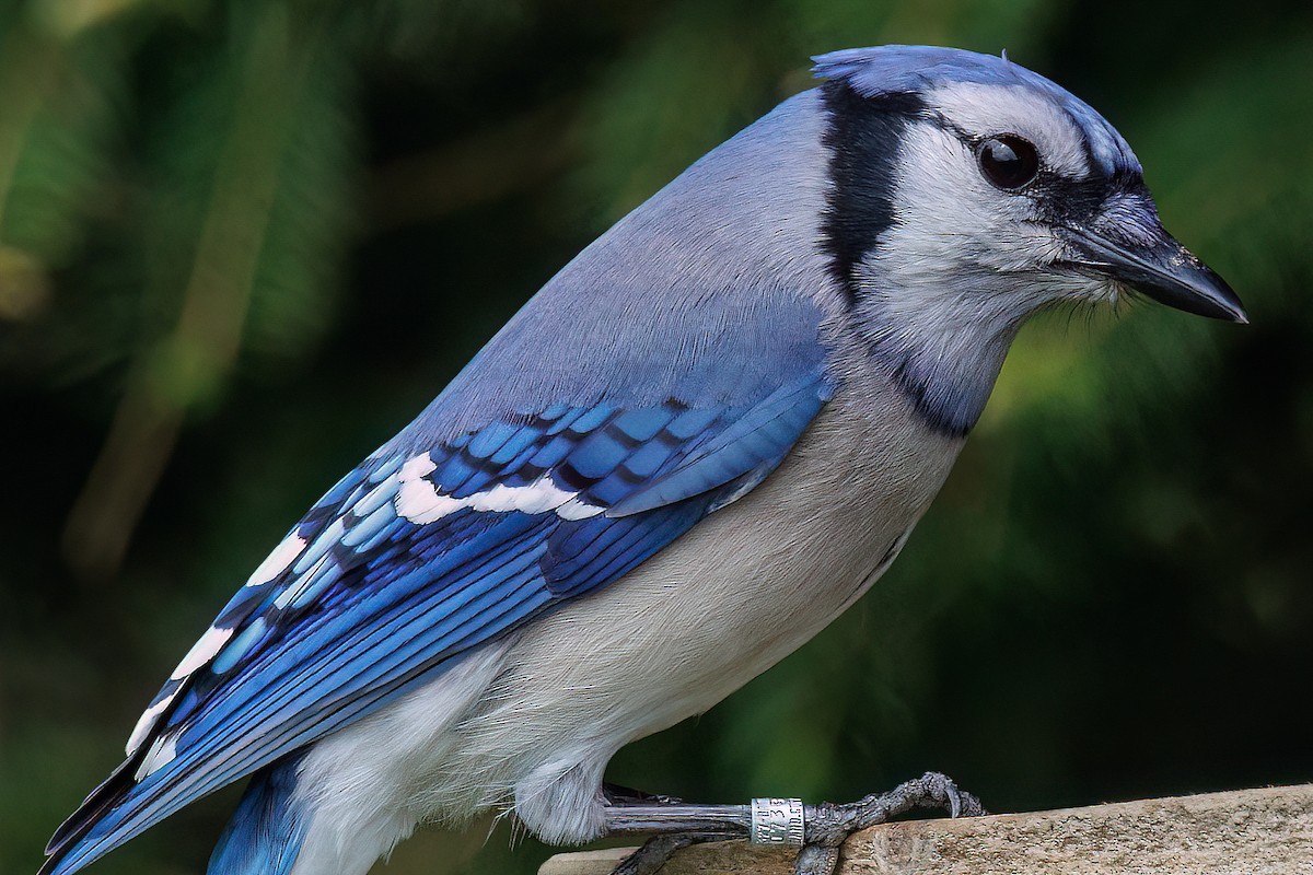 Blue Jay - ML637832106