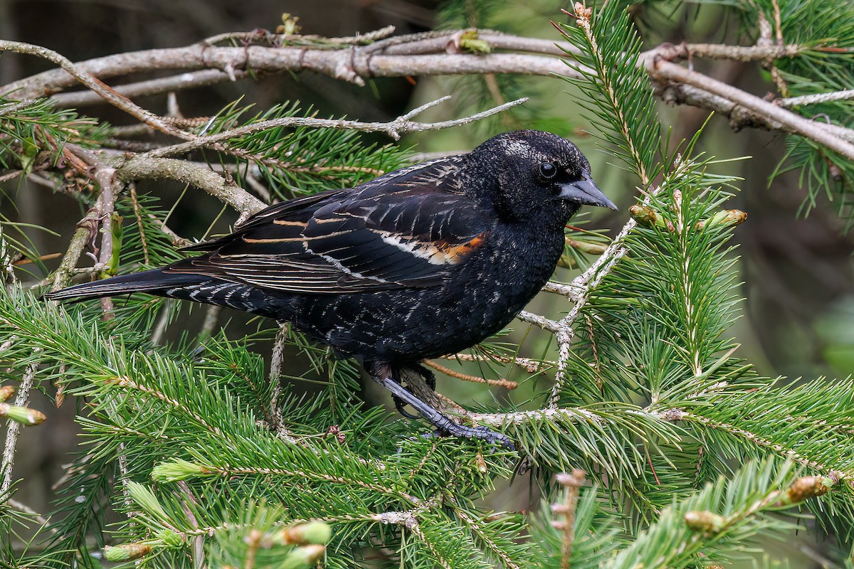 Red-winged Blackbird - ML637832112