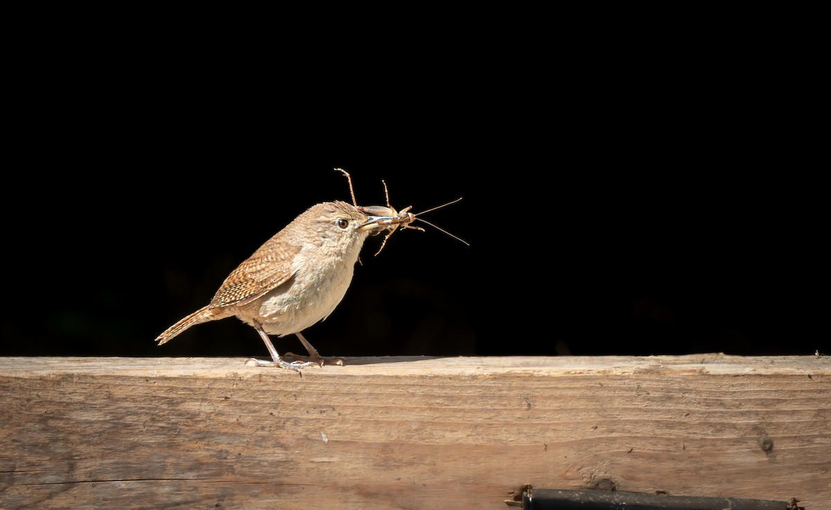 Northern House Wren - ML637832143