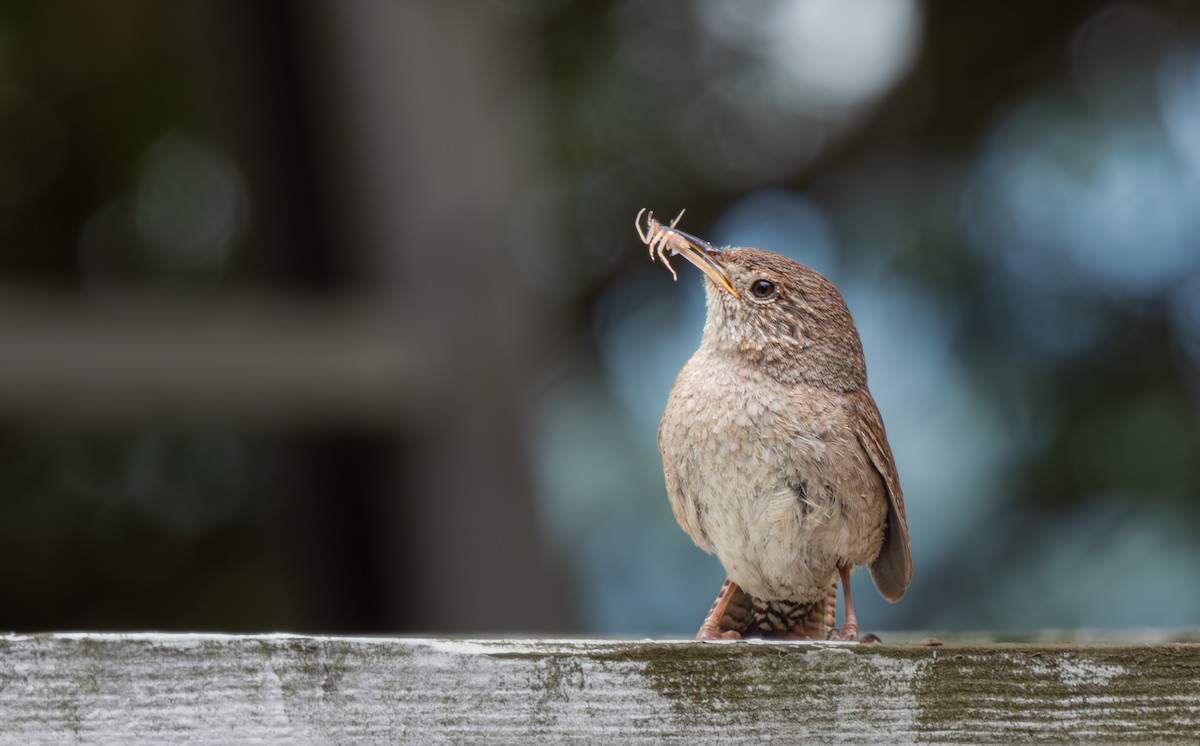 Northern House Wren - ML637832144