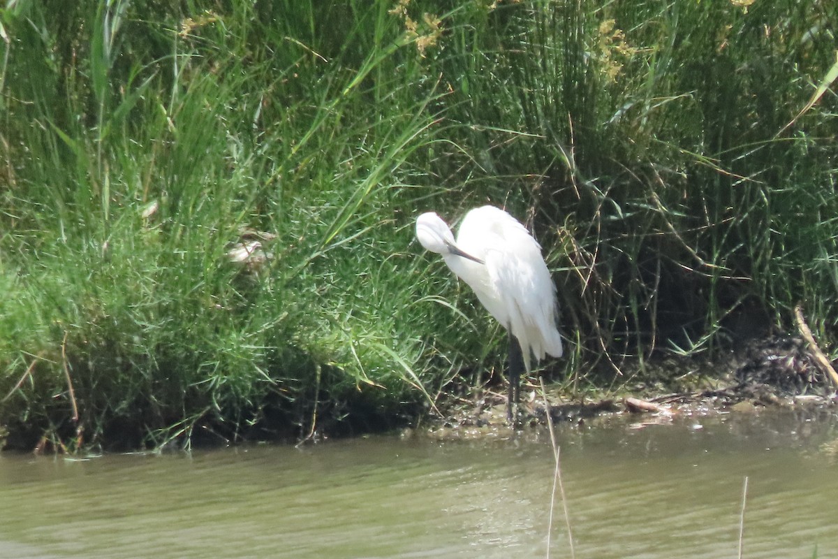 Little Egret - ML637832146