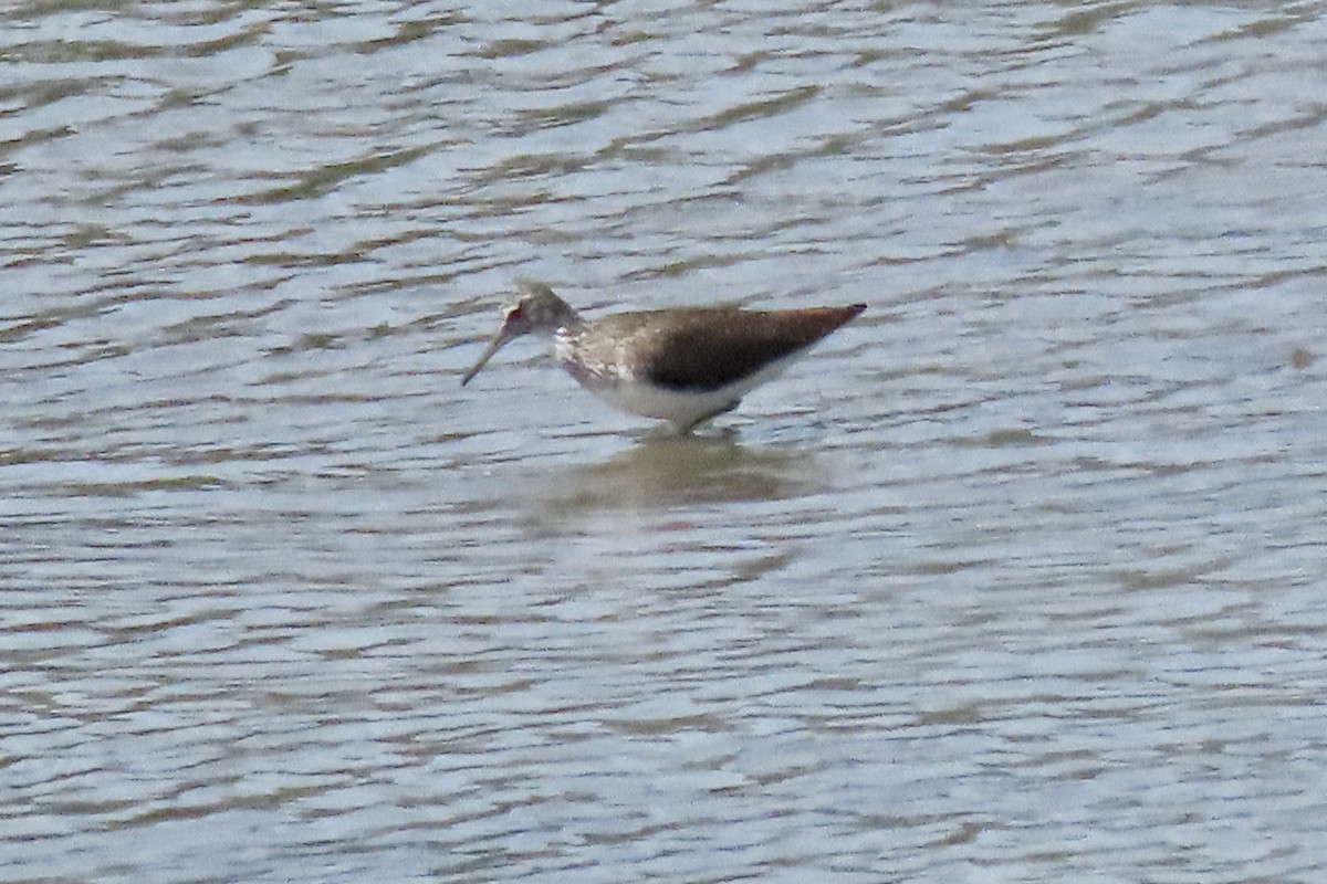 Green Sandpiper - ML637832152