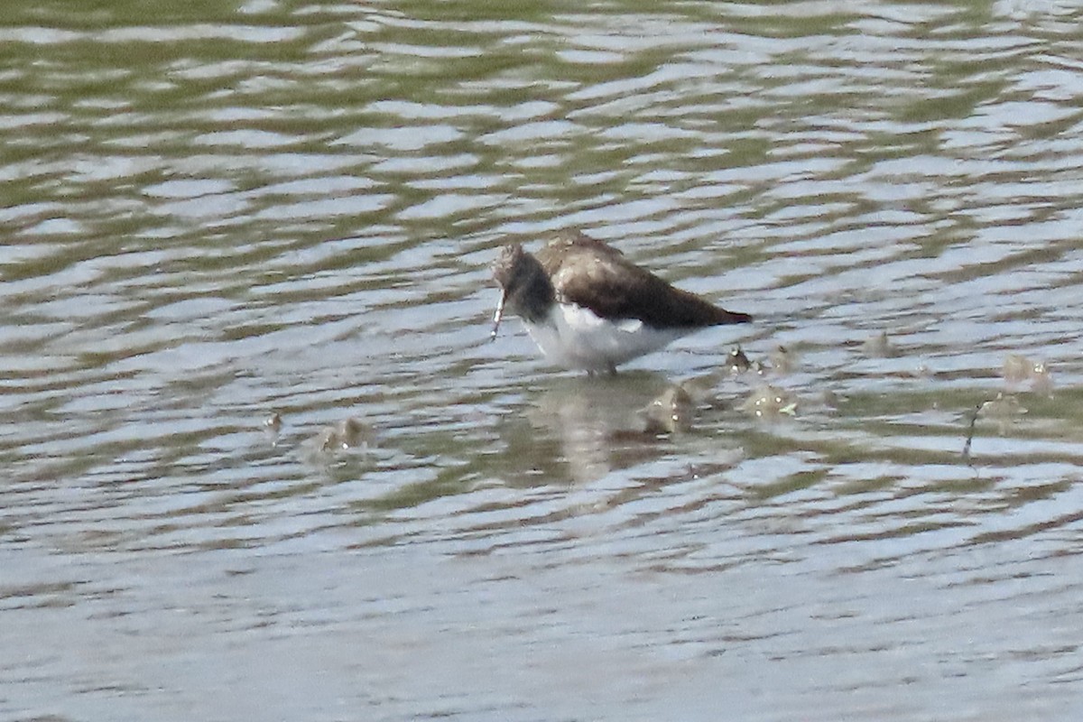 Green Sandpiper - ML637832163