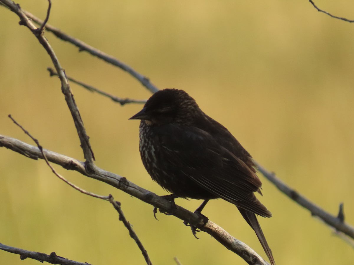 Red-winged Blackbird - ML637832164