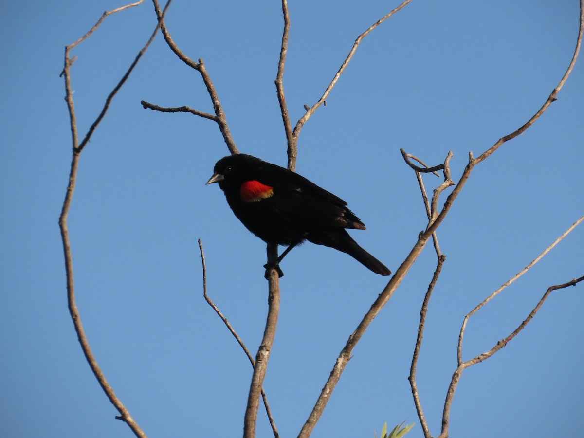 Red-winged Blackbird - ML637832228