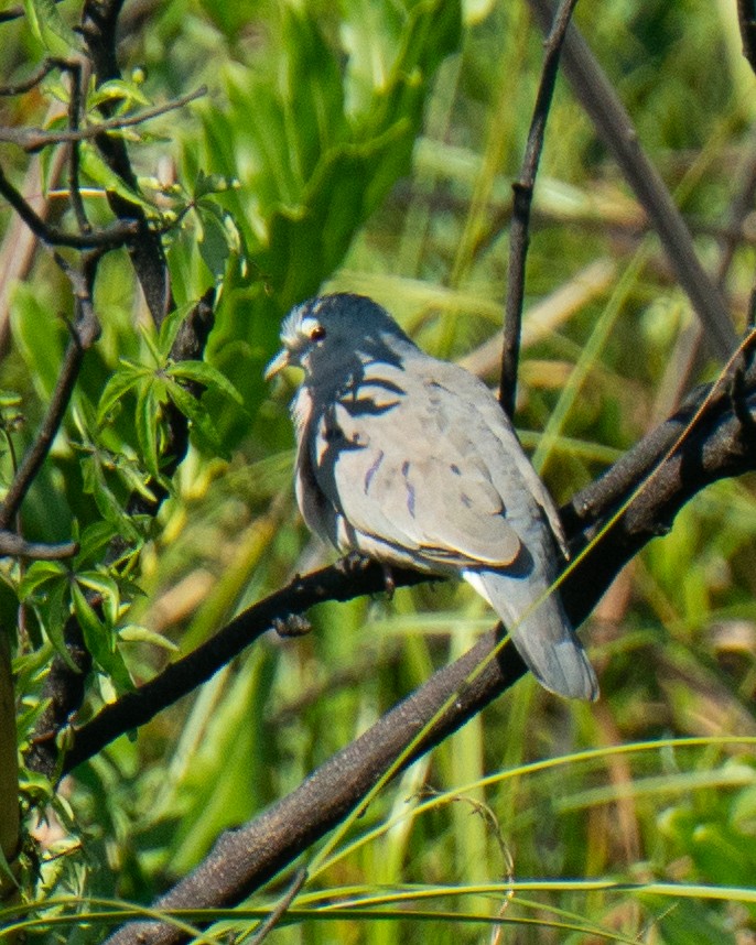 Plain-breasted Ground Dove - ML637832233
