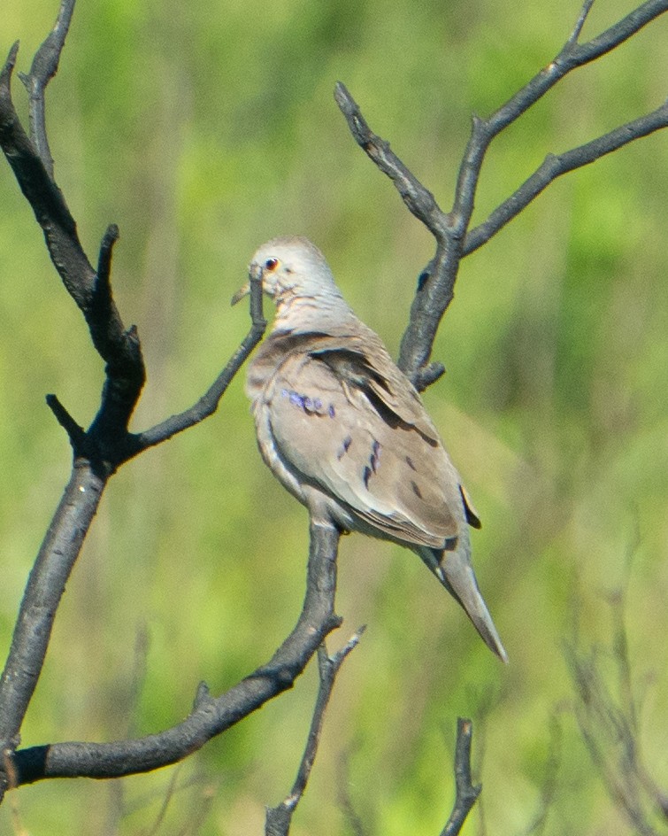 Plain-breasted Ground Dove - ML637832234