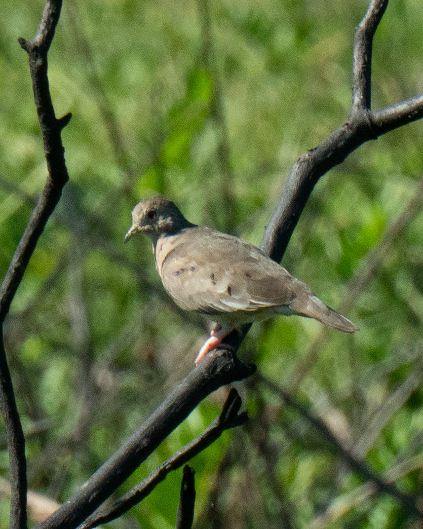 Plain-breasted Ground Dove - ML637832235