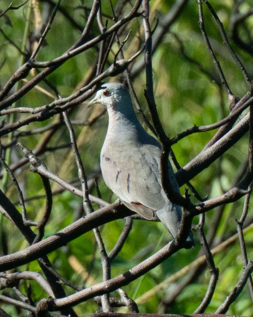 Plain-breasted Ground Dove - ML637832236