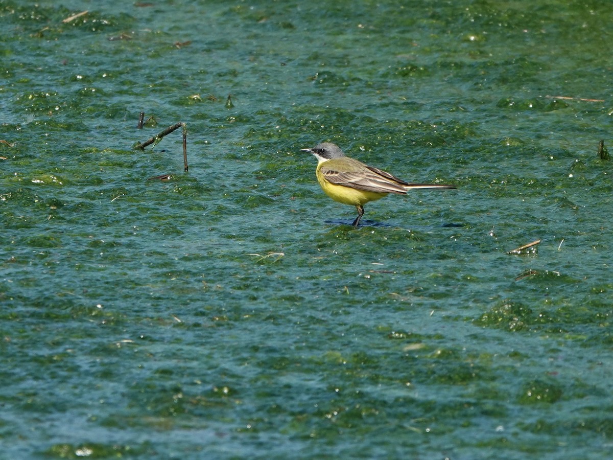 Western Yellow Wagtail (iberiae/cinereocapilla/pygmaea) - ML637832293