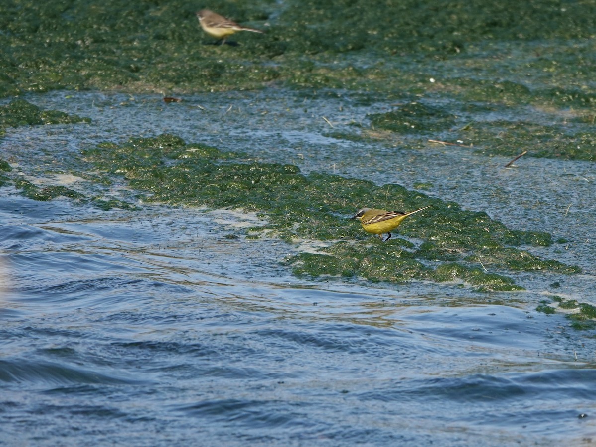 Western Yellow Wagtail (iberiae/cinereocapilla/pygmaea) - ML637832294