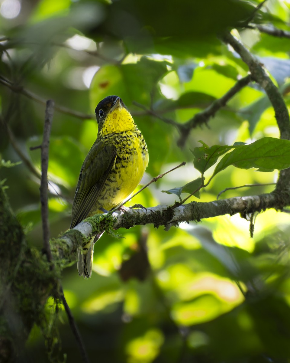 Brazilian Laniisoma - ML637832327