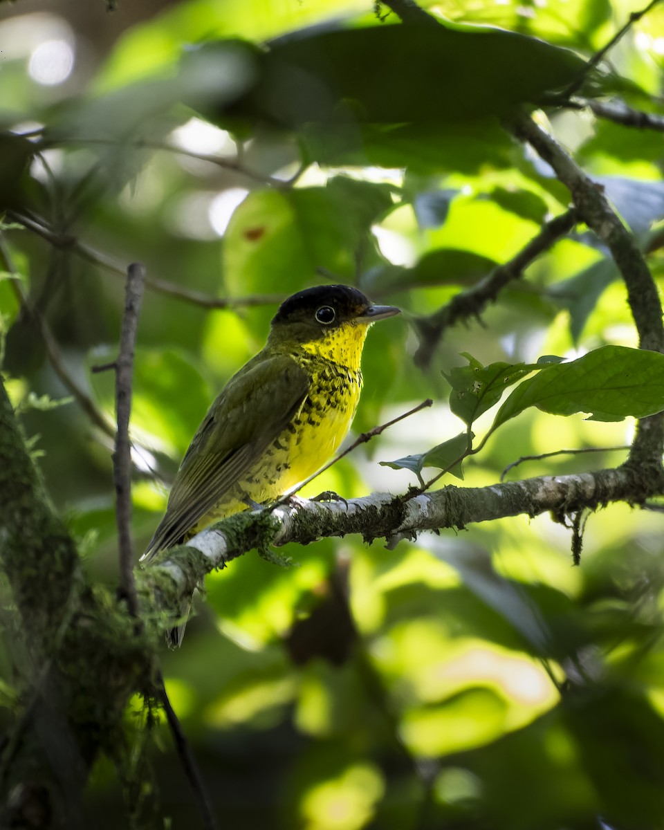 Brazilian Laniisoma - ML637832328