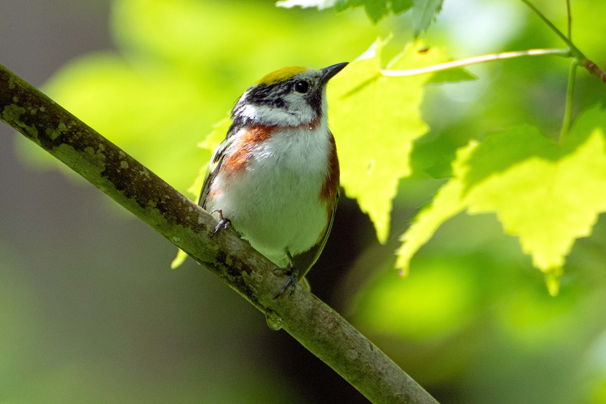Chestnut-sided Warbler - ML637832332