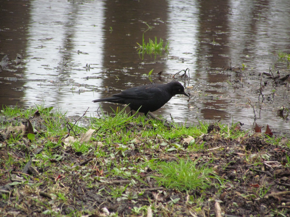 Rusty Blackbird - ML637832333