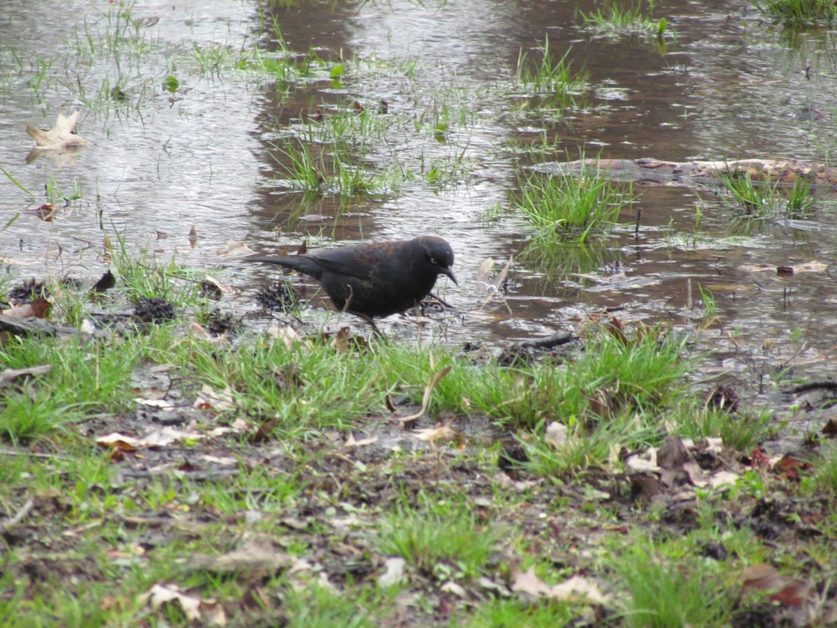 Rusty Blackbird - ML637832334