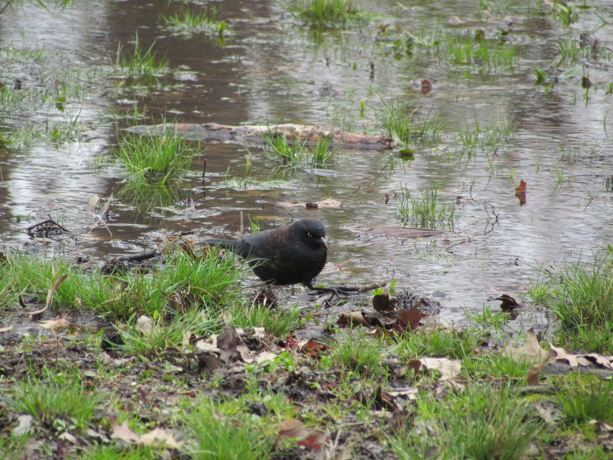 Rusty Blackbird - ML637832335
