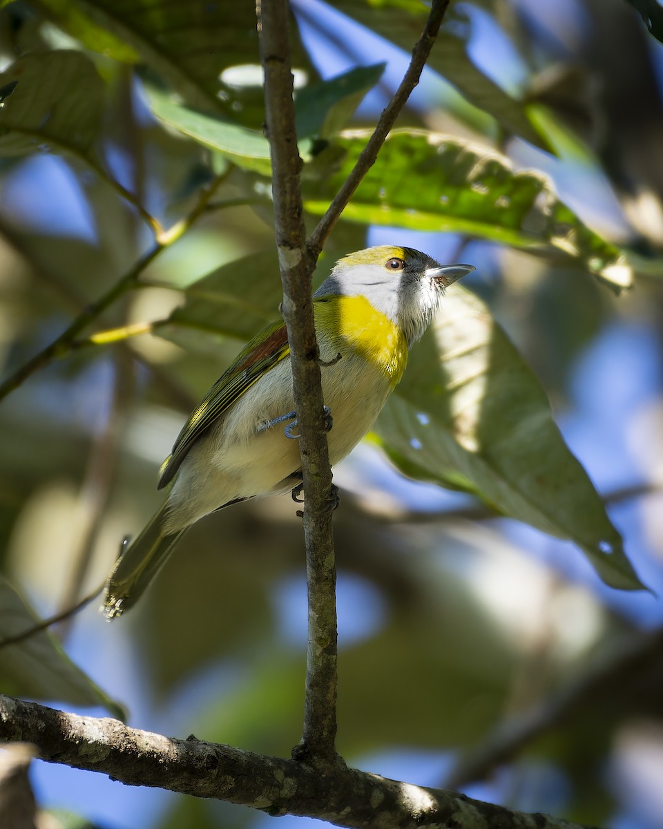 Green-backed Becard (Green-backed) - ML637832337