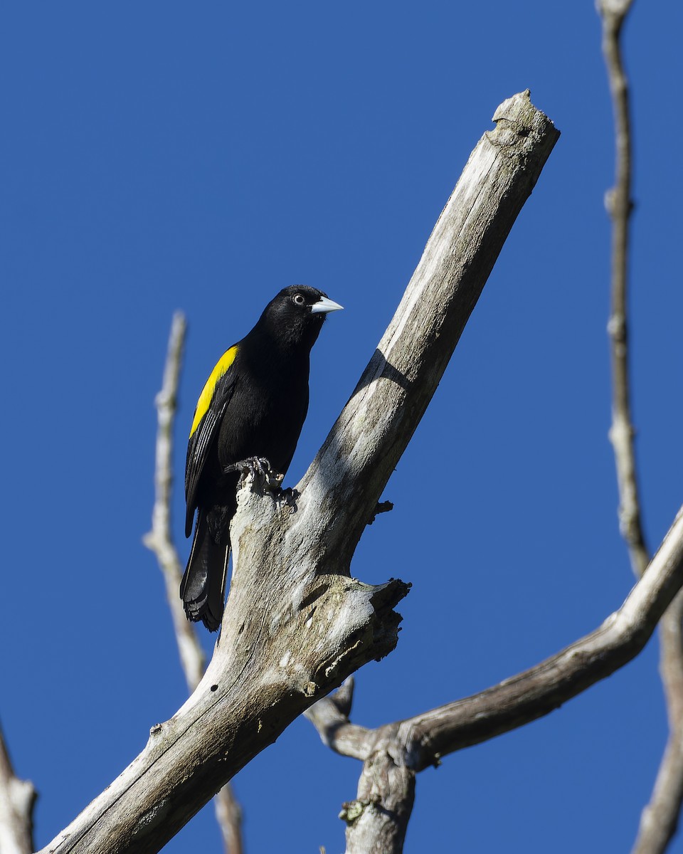 Golden-winged Cacique - ML637832349
