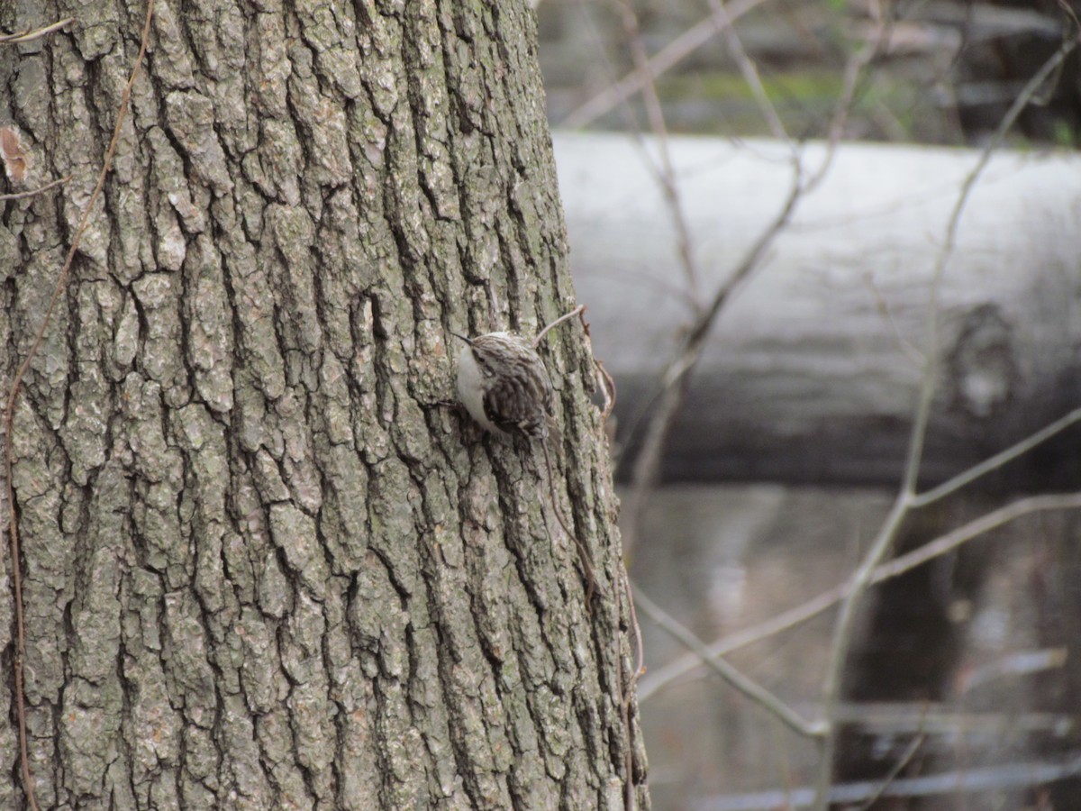 Brown Creeper - ML637832360