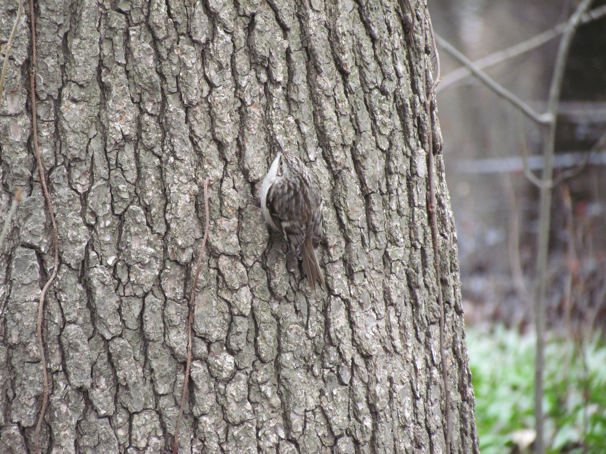 Brown Creeper - ML637832361