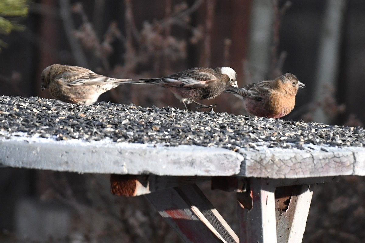 Brown-capped Rosy-Finch - ML637832379