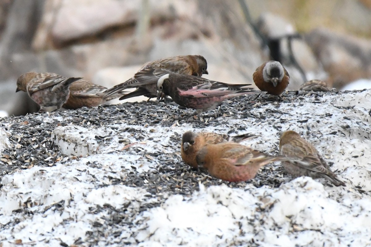 Brown-capped Rosy-Finch - ML637832381
