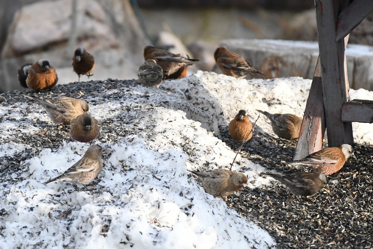 Brown-capped Rosy-Finch - ML637832383