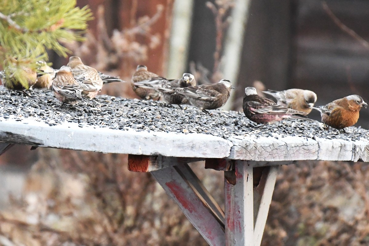 Brown-capped Rosy-Finch - ML637832384